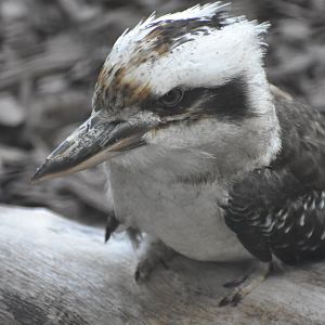 Kookaburra