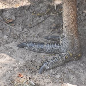 Cassowary foot