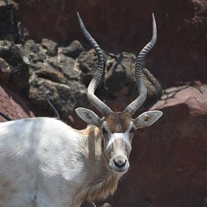 Addax