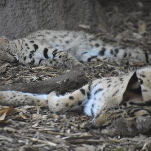 Sleepy little servals