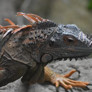 A handsome iguana
