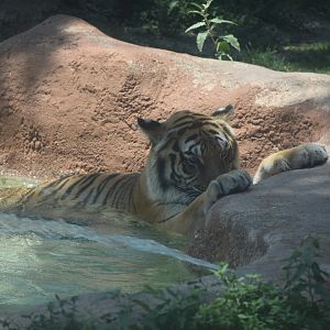 Tiger in the pool