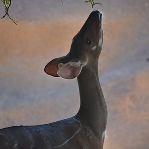 Harness bushbuck - female