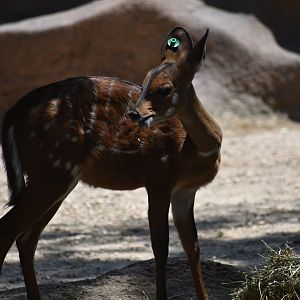 Harnessed bushbuck - female