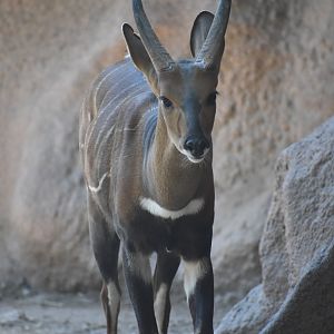 Harnessed bushbuck - male