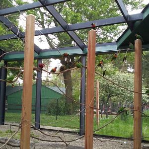 Lorikeet Landing (1)