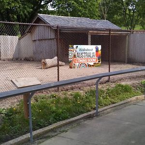 New Guinea Singing Dog exhibit (Walkabout Australia)