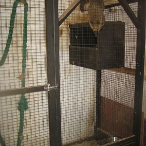 Farm Fun - Coati exhibit (indoors)