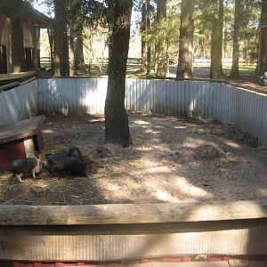 Farm Fun - Pig exhibit