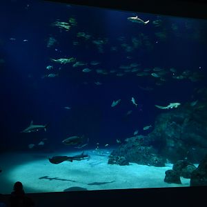 Open ocean tank