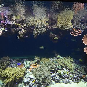 Main coral tank see through
