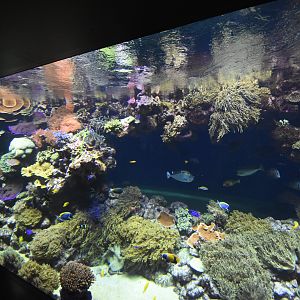 Main coral tank