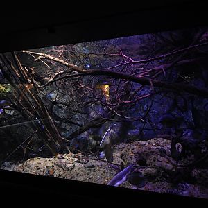 Freshwater aquarium with live branches