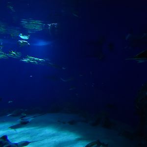Main aquarium as seen from tunnel