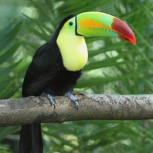 Keel-billed Toucan