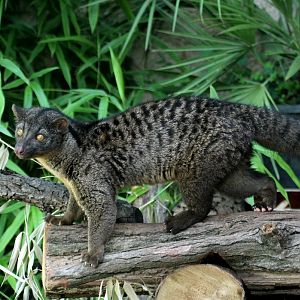 African Palm Civet