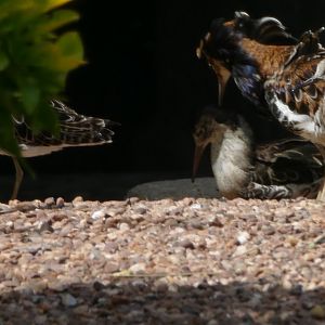 Ruffs with ruffs, Cottage Aviary, June 2019