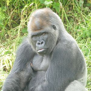 Male Western lowland gorilla, June 2019