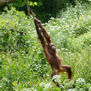 Bornean orangutan, Tatty, June 2019