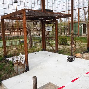 New exhibit construction next to the Steller's sea eagle aviary, 2019-04-06