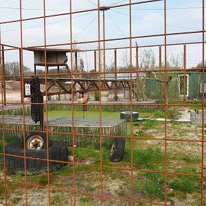 Steller's sea eagle aviary, 2019-04-06
