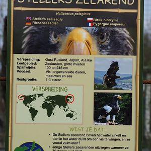 Sign Steller's sea eagle, 2019-04-06