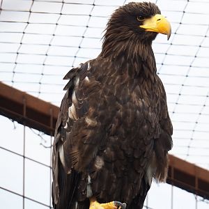 Steller's sea eagle (Haliaeetus pelagicus), 2019-04-06