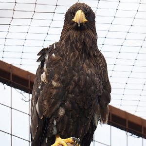 Steller's sea eagle (Haliaeetus pelagicus), 2019-04-06