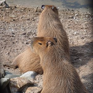 Capybaras (Hydrochoerus hydrochaeris), 2019-04-06