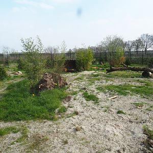 Maned wolf exhibit, 2019-04-06