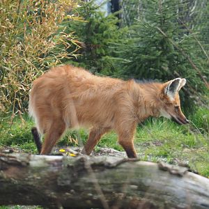 Maned wolf (Chrysocyon brachyurus), 2019-04-06