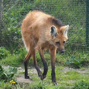 Maned wolf (Chrysocyon brachyurus), 2019-04-06