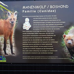 Sign South American canids, 2019-04-06