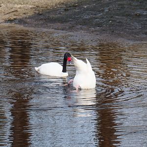 Black-necked swans (Cygnus melanocoryphus), 2019-04-06