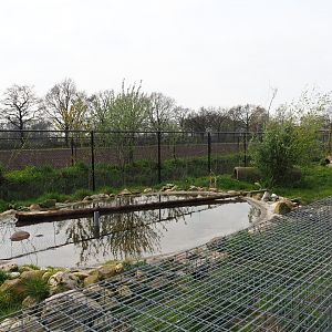 Bush dog exhibit, 2019-04-06