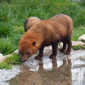 Bush dog (Speothos venaticus), 2019-04-06
