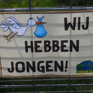 Sign we have cubs, 2019-04-06