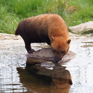 Bush dog (Speothos venaticus), 2019-04-06