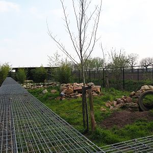 Bush dog exhibit, 2019-04-06