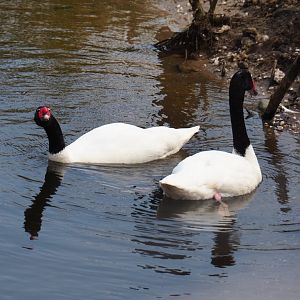 Black-necked swans (Cygnus melanocoryphus), 2019-04-06