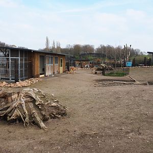Mixed South American exhibit - Vicuña, Patagonian mara and greater rhea section, 2019-04-06