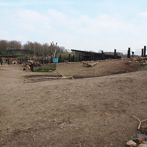 Mixed South American exhibit - Vicuña, Patagonian mara and greater rhea section, 2019-04-06