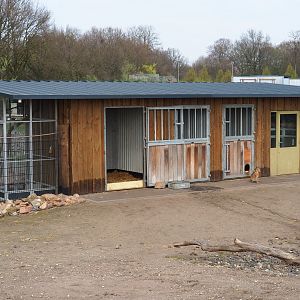 Vicuña, Patagonian and Chacoan mara, pygmy owl, viscacha and Yucatan squirrel building, 2019-04-06