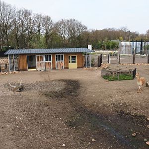 Mixed South American exhibit - Vicuña, Patagonian mara and greater rhea section, 2019-04-06