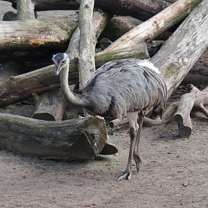 Greater rhea (Rhea americana), 2019-04-06