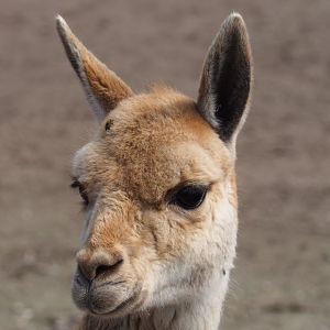 Vicuña (Vicugna vicugna), 2019-04-06