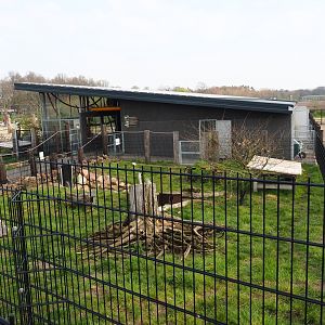 Giant anteater - Azara's agouti paddock, 2019-04-06