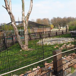 Giant anteater - Azara's agouti paddock, 2019-04-06