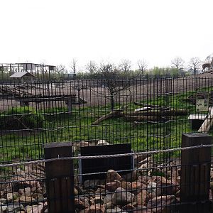 Giant anteater - Azara's agouti paddock, 2019-04-06