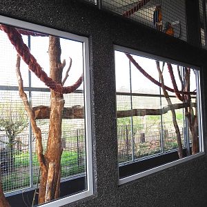 Blue-and-gold macaw outdoor aviary, 2019-04-06